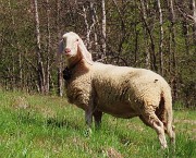 26 Una pecora al pascolo ci osserva